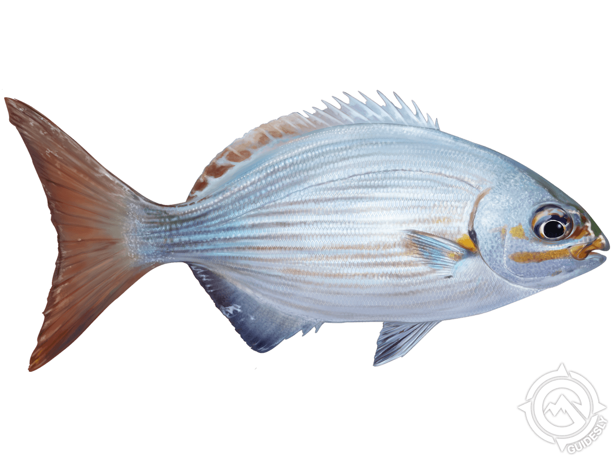 Yellow Sea Chub